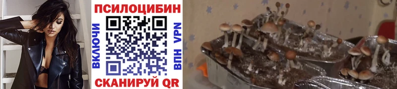 mega   как найти закладки  Гуково  Псилоцибиновые грибы MAGIC MUSHROOMS 